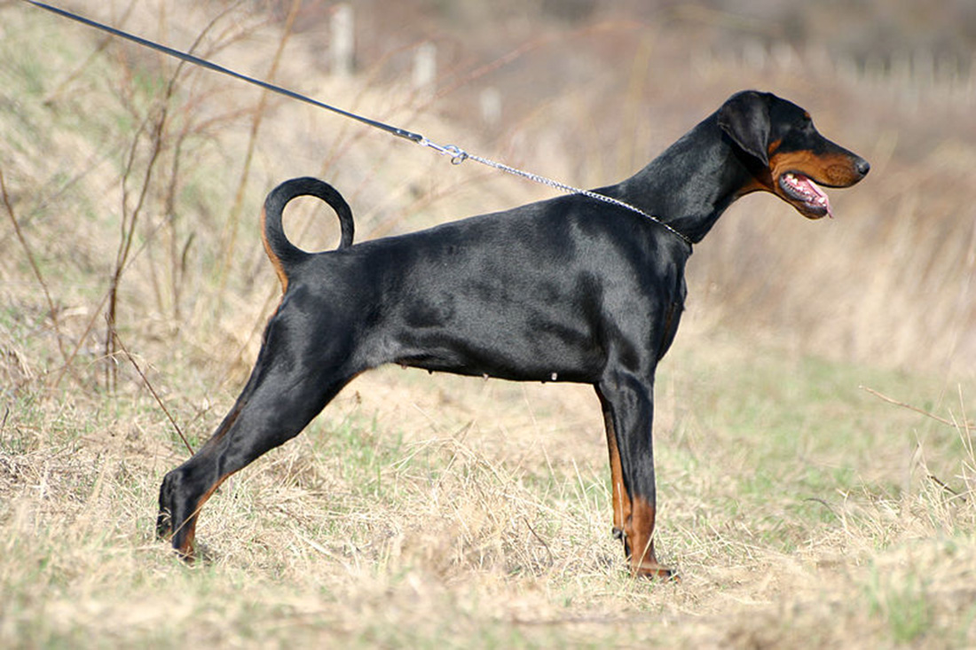 Doberman