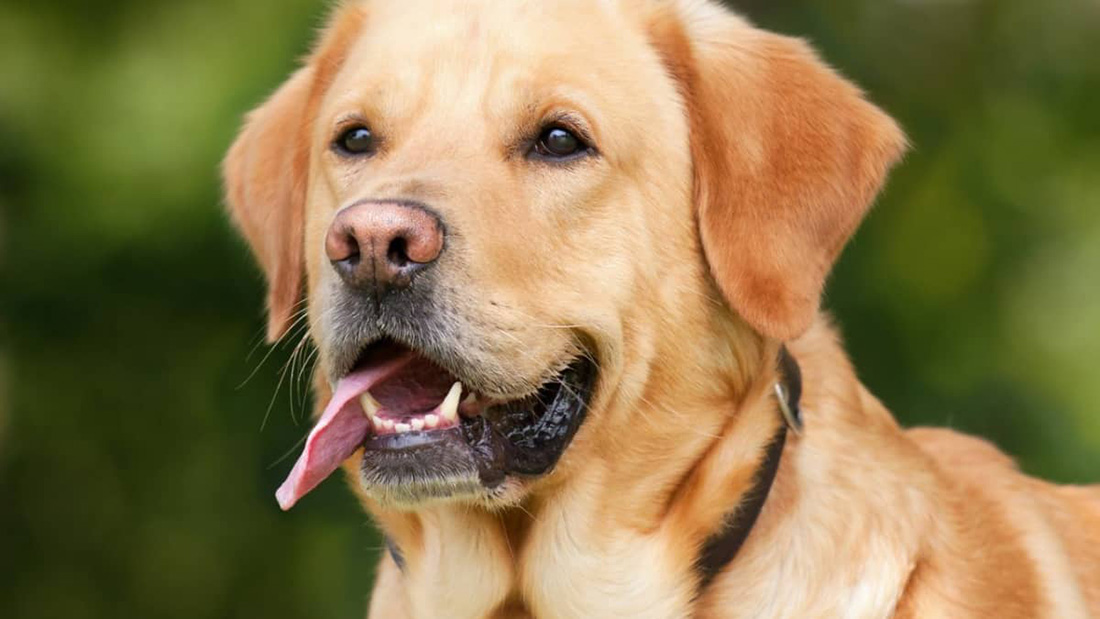 Labrador Retriveri