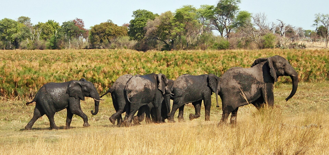 Nacionalni park Kavango-Zambezi Transfrontier