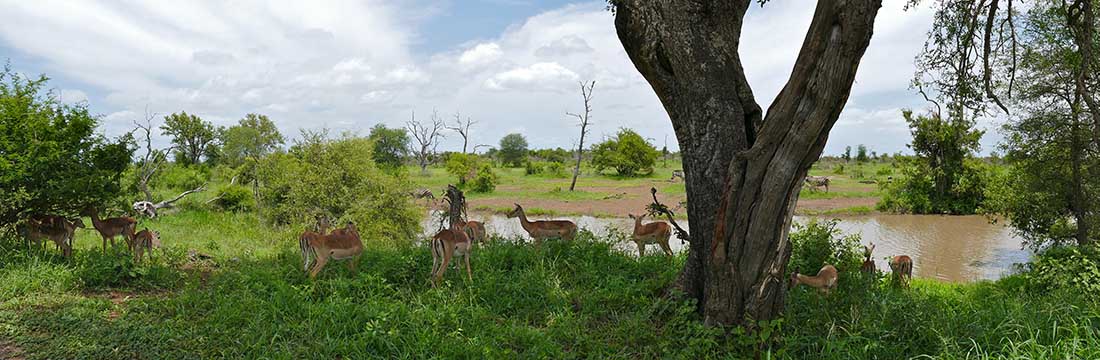 Nacionalni-park-Kruger