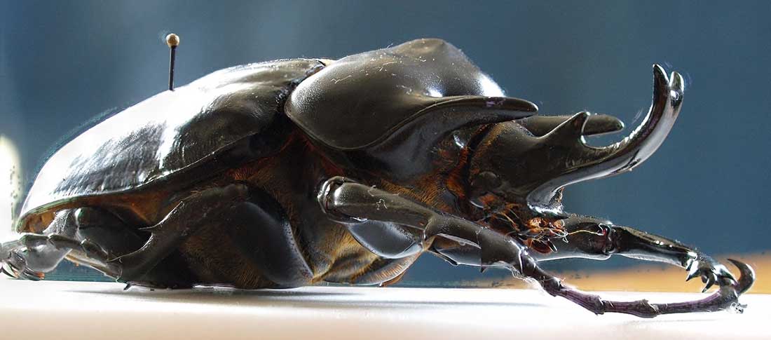 Megasoma actaeon (Actaeon Beetle)