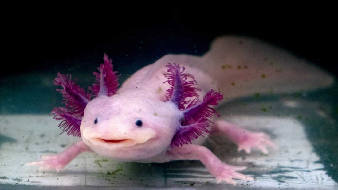 Axolotl