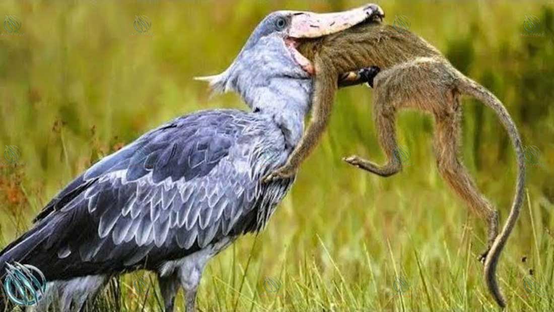 Shoebill roda