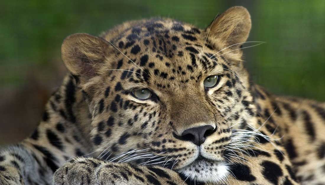 Amurski leopard