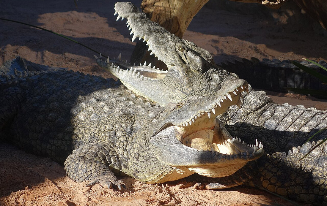 Krokodil u proseku može da zameni čak 8,000 zuba tokom života