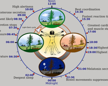 Cirkadijalni ritam: 10 načina kako utiče na vaš život