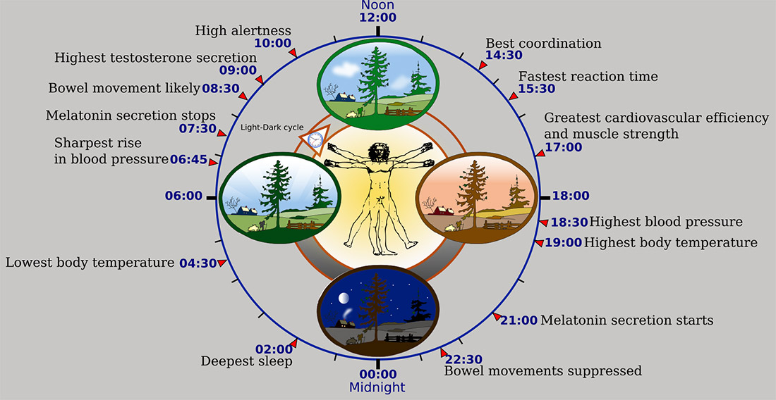 Cirkadijalni ritam: 10 načina kako utiče na vaš život