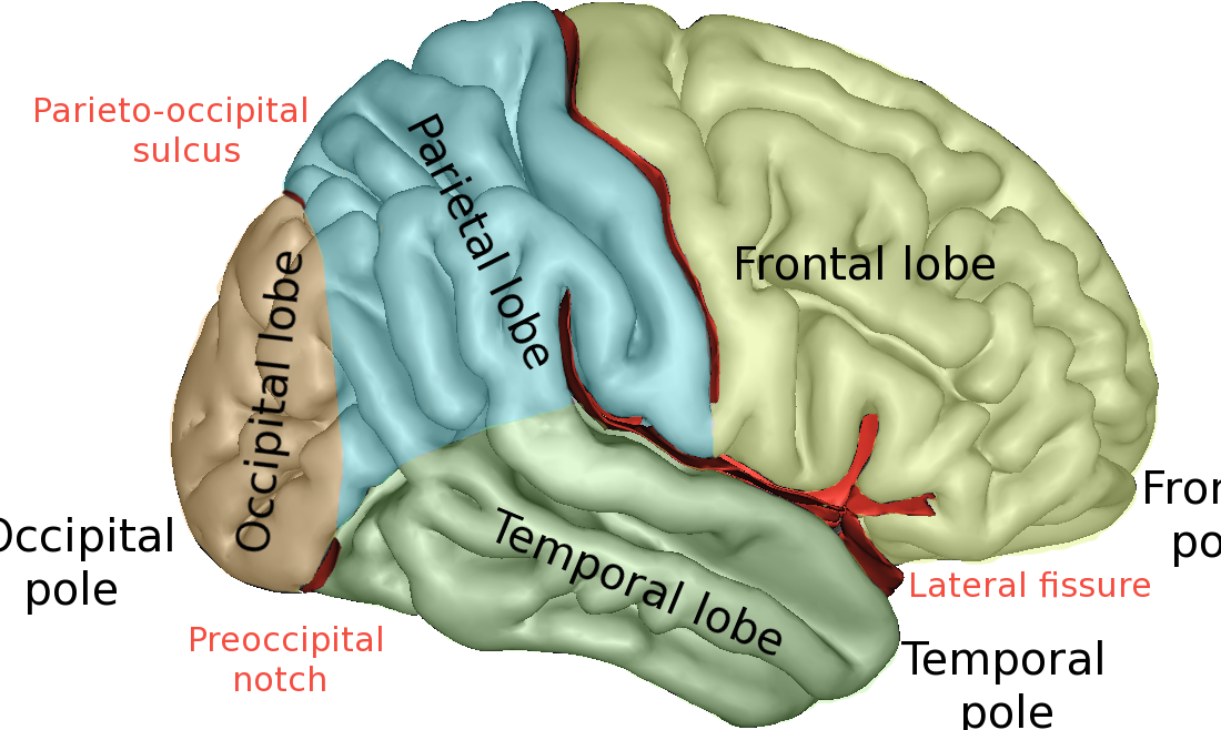 10 najčešćih mitova o mozgu